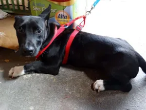 Cachorro raça SRD idade 7 a 11 meses nome Dunga