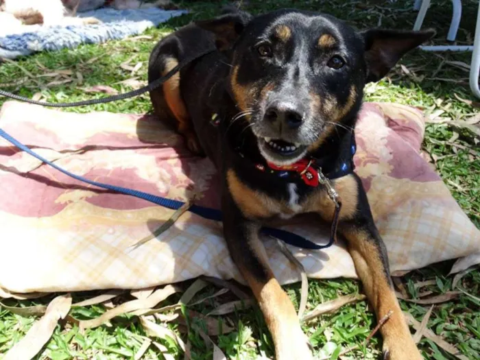 Cachorro ra a SRD idade 3 anos nome Perola