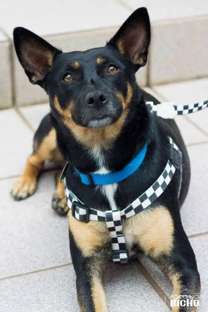 Cachorro ra a SRD idade 3 anos nome Perola