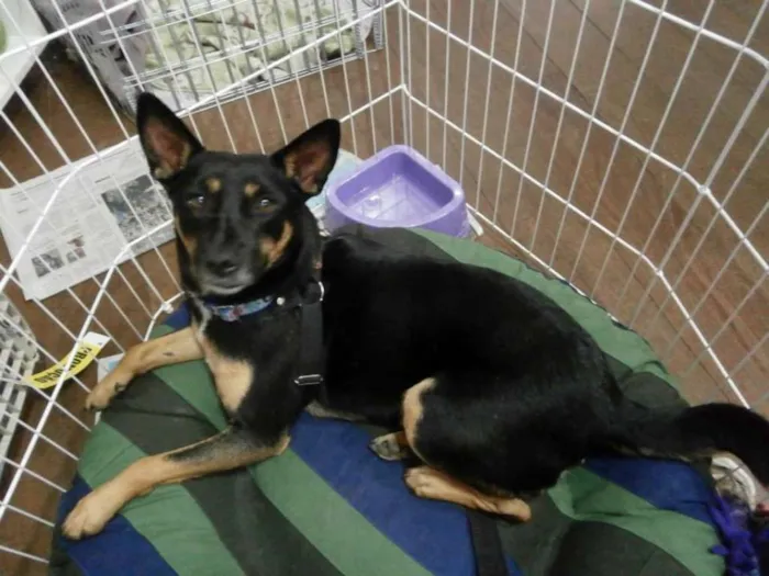 Cachorro ra a SRD idade 3 anos nome Perola