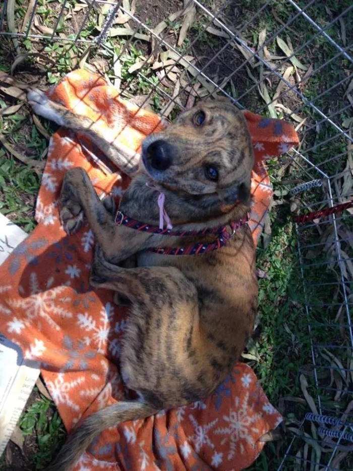 Cachorro ra a SRD idade 1 ano nome Lika