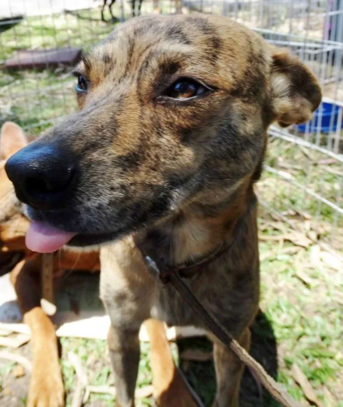 Cachorro ra a SRD idade 1 ano nome Lika