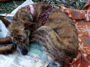 Cachorro raça SRD idade 1 ano nome Lika
