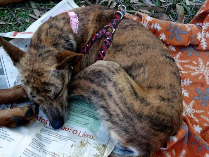 Cachorro ra a SRD idade 1 ano nome Lika