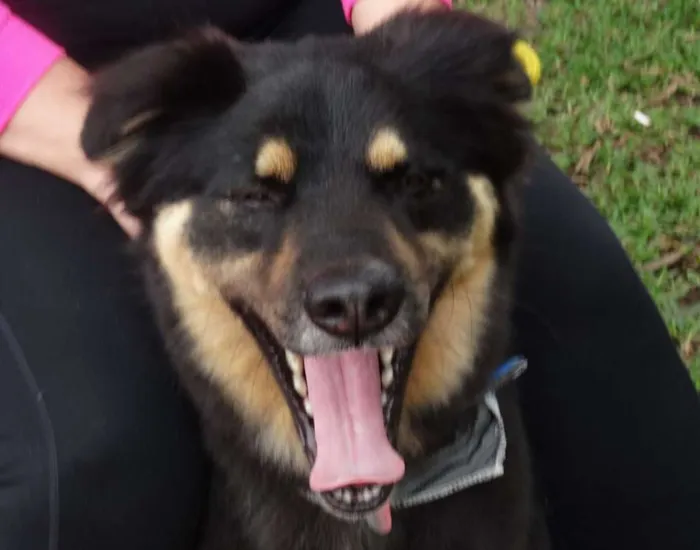 Cachorro ra a SRD idade 3 anos nome Kobe