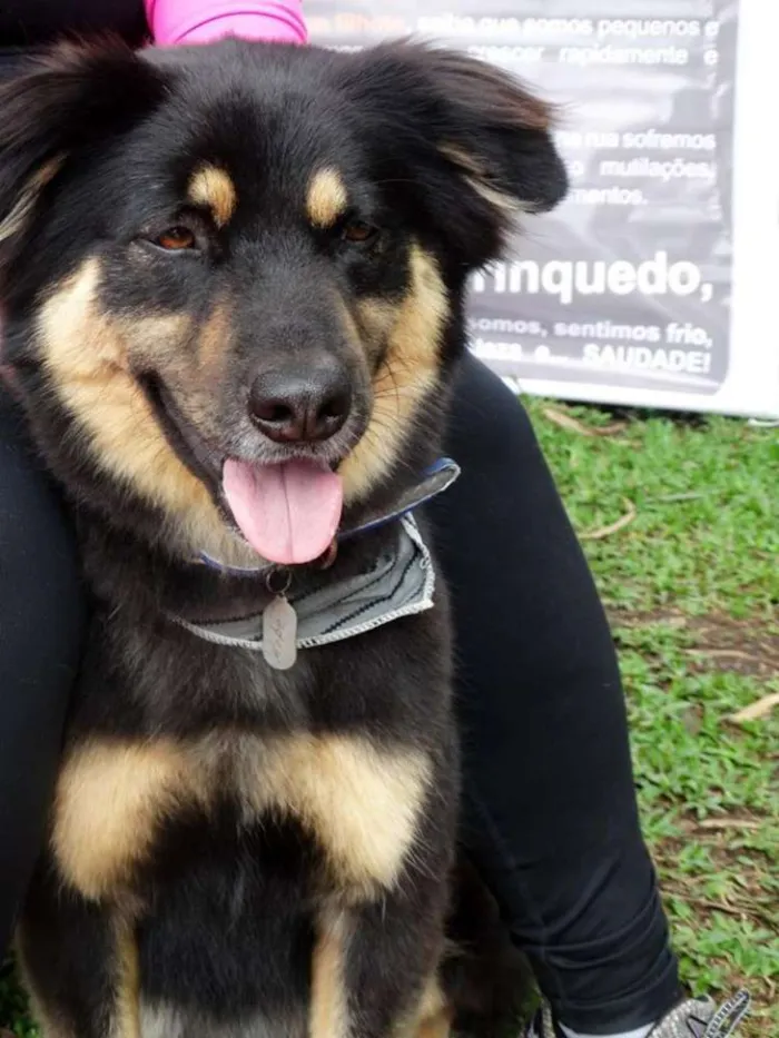 Cachorro ra a SRD idade 3 anos nome Kobe