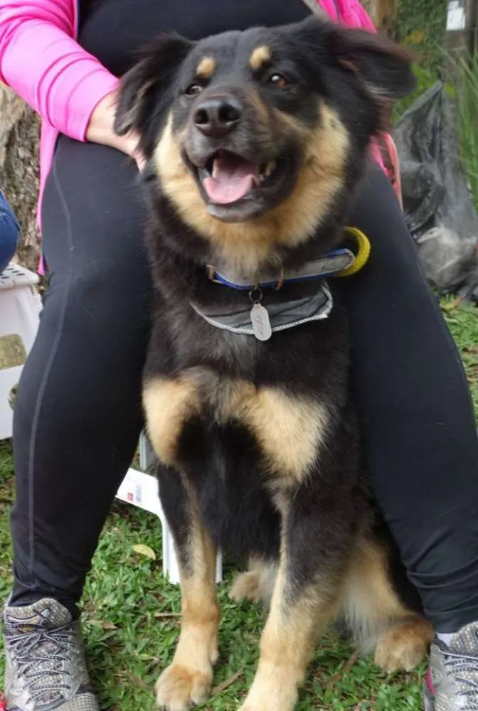 Cachorro ra a SRD idade 3 anos nome Kobe