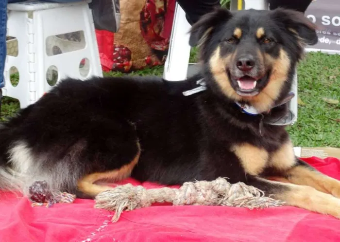 Cachorro ra a SRD idade 3 anos nome Kobe
