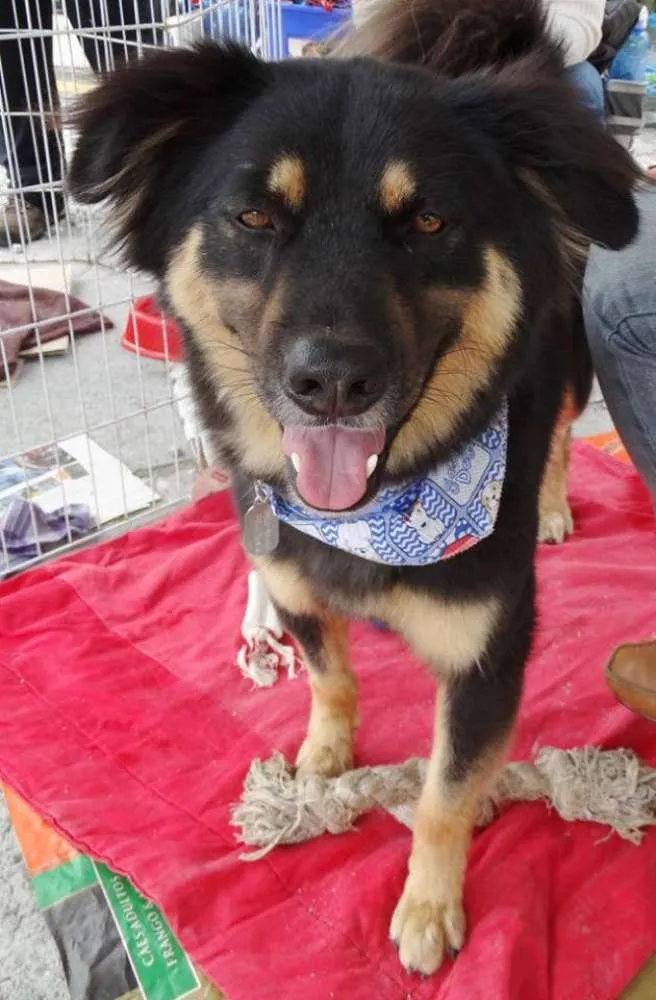 Cachorro ra a SRD idade 3 anos nome Kobe