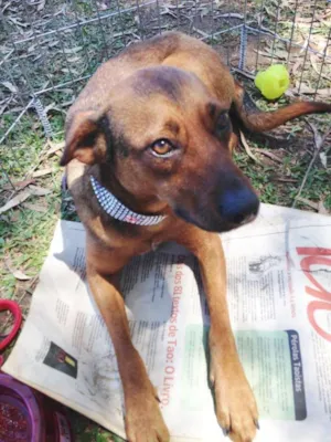 Cachorro raça SRD idade 2 anos nome Chica