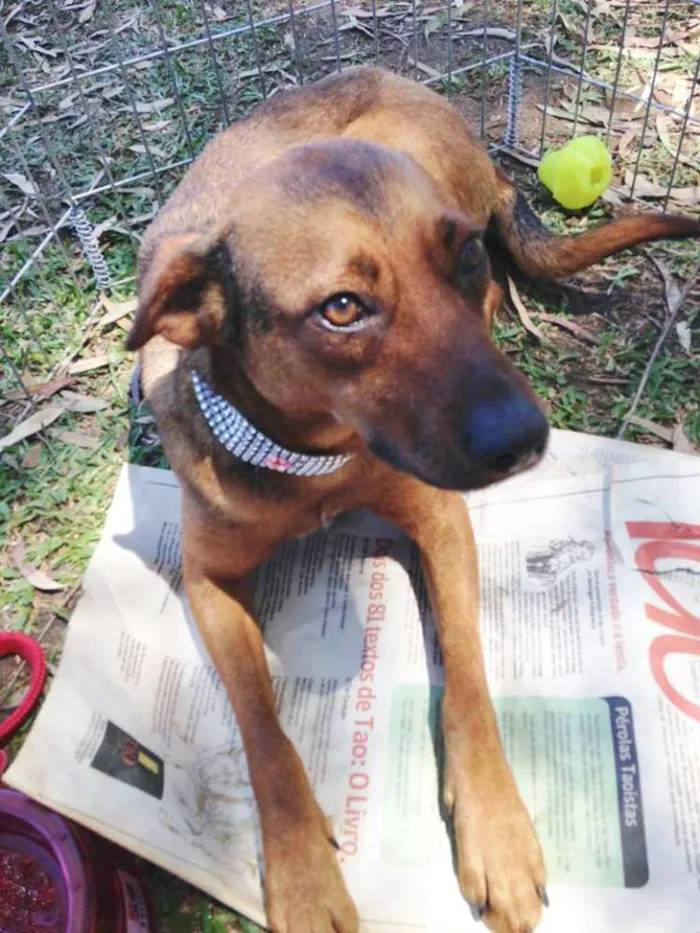 Cachorro ra a SRD idade 2 anos nome Chica