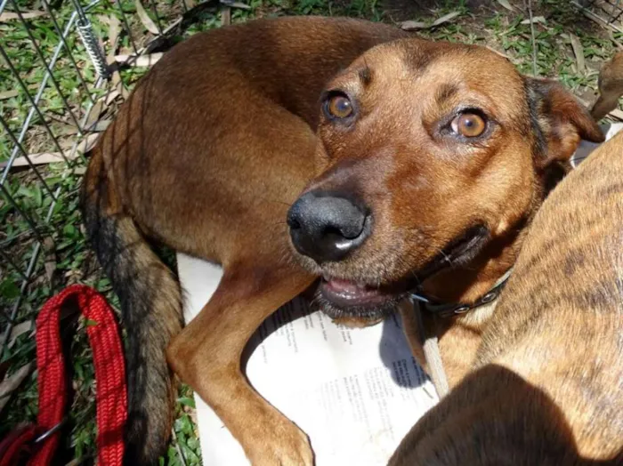 Cachorro ra a SRD idade 2 anos nome Chica