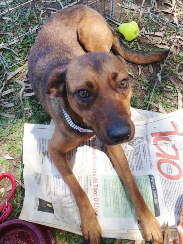Cachorro ra a SRD idade 2 anos nome Chica
