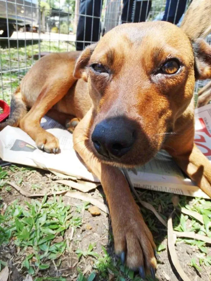 Cachorro ra a SRD idade 2 anos nome Chica