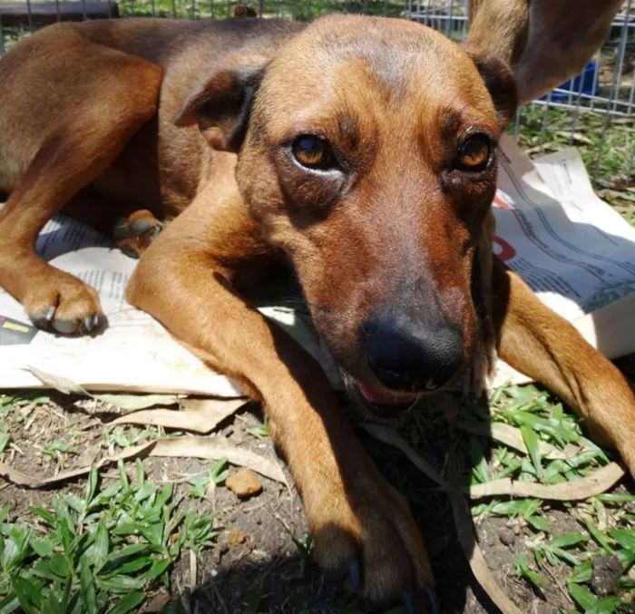 Cachorro ra a SRD idade 2 anos nome Chica