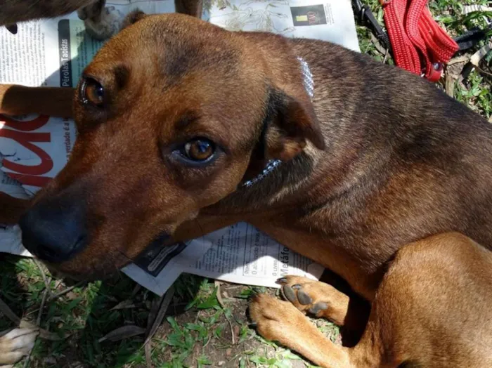 Cachorro ra a SRD idade 2 anos nome Chica