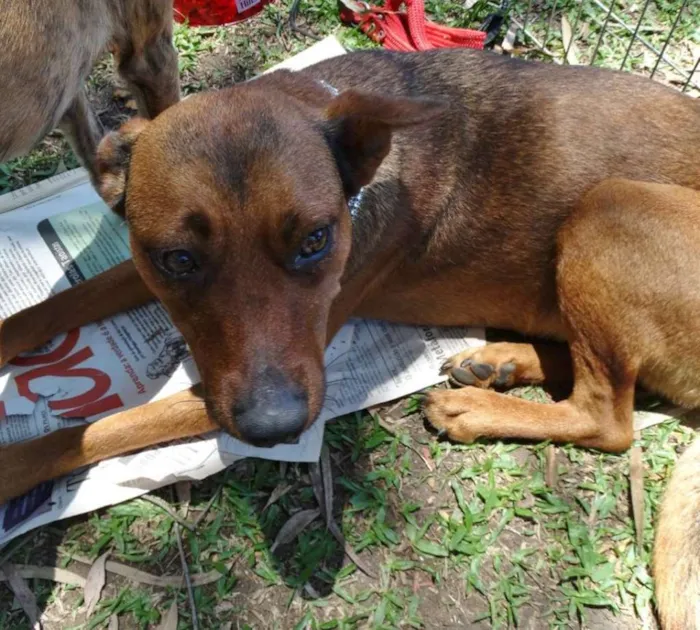 Cachorro ra a SRD idade 2 anos nome Chica