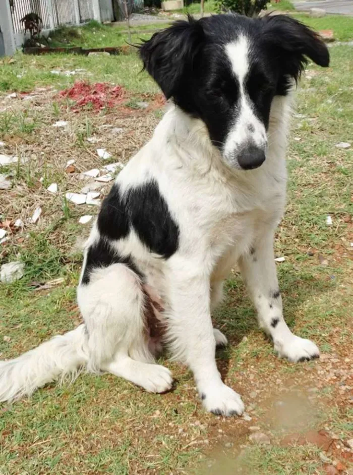 Cachorro ra a SRD idade 1 ano nome Doroty