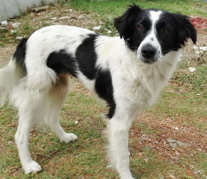 Cachorro ra a SRD idade 1 ano nome Doroty