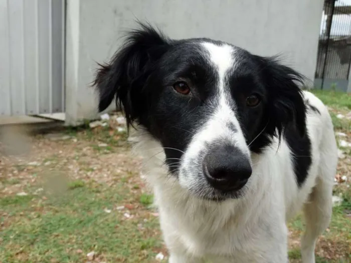 Cachorro ra a SRD idade 1 ano nome Doroty