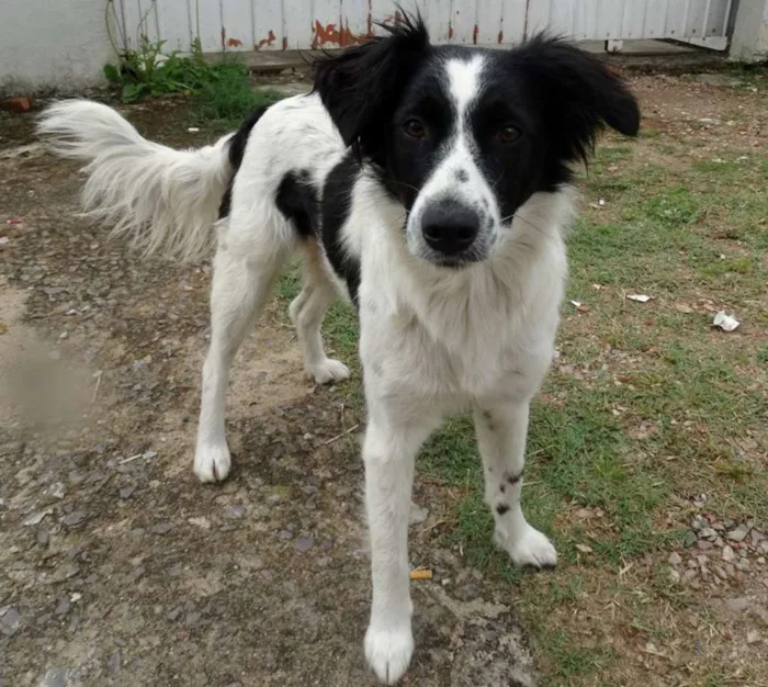 Cachorro ra a SRD idade 1 ano nome Doroty