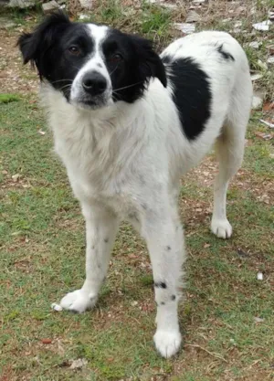 Cachorro raça SRD idade 1 ano nome Doroty