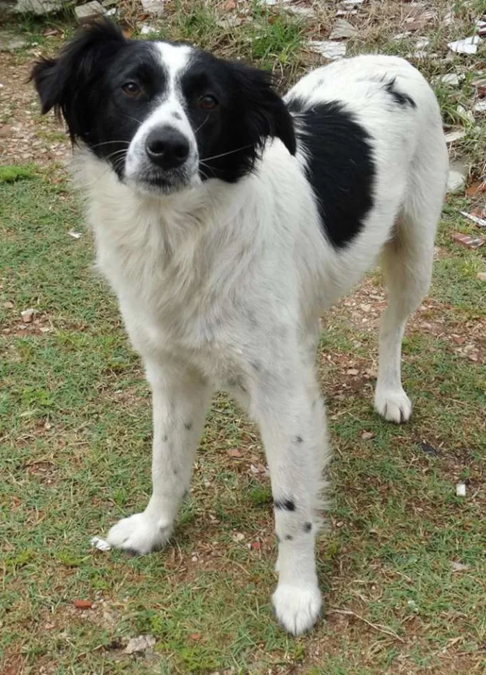 Cachorro ra a SRD idade 1 ano nome Doroty
