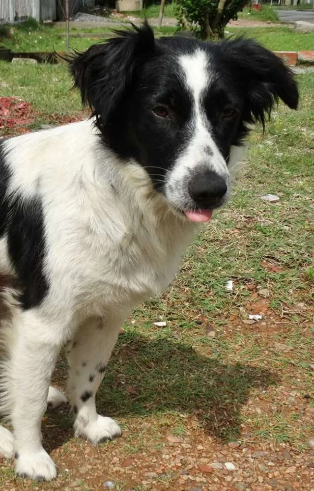 Cachorro ra a SRD idade 1 ano nome Doroty