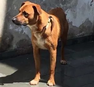 Cachorro raça SRD idade 1 ano nome Billy