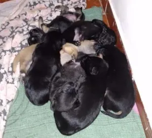 Cachorro raça Rsd idade Abaixo de 2 meses nome Filhotes
