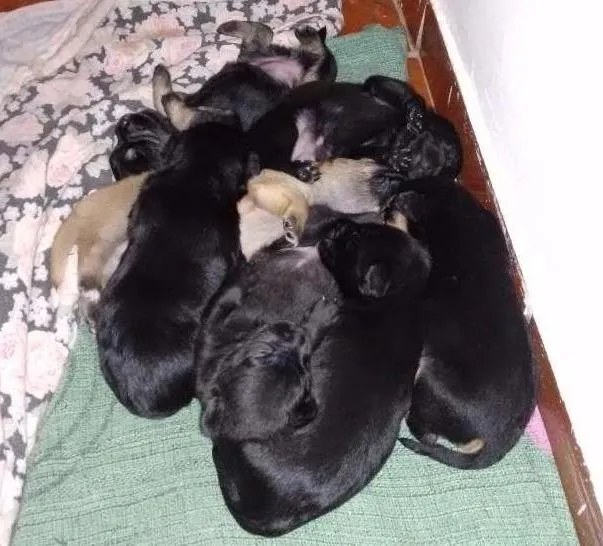 Cachorro ra a Rsd idade Abaixo de 2 meses nome Filhotes
