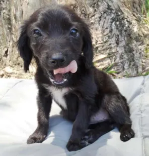 Cachorro raça srd idade 2 a 6 meses nome Açai