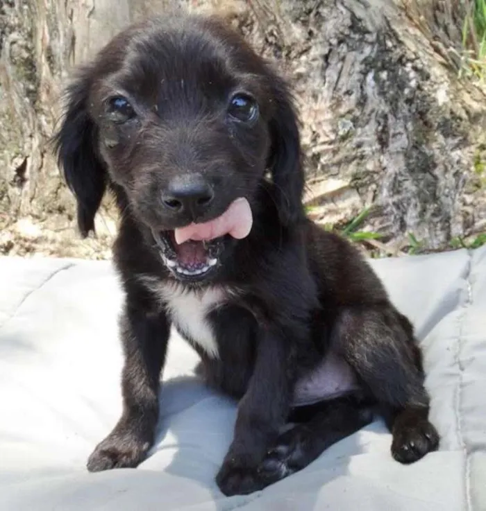 Cachorro ra a srd idade 2 a 6 meses nome Açai