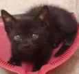 Peludinha