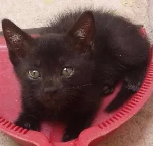 Gato raça Não definido idade 2 a 6 meses nome Peludinha