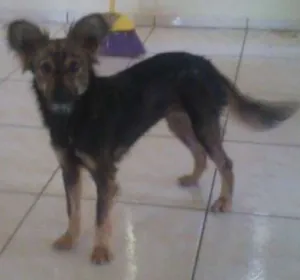 Cachorro raça SRD idade 1 ano nome VIVI