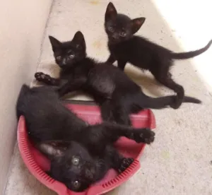 Gato raça Sem raça definida idade 2 a 6 meses nome Sem nome