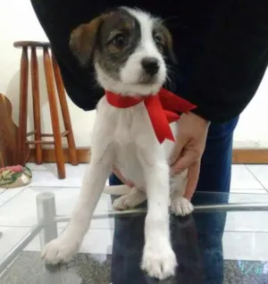 Cachorro raça mestiça idade Abaixo de 2 meses nome sem nome