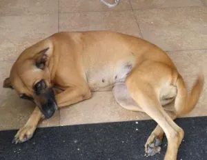 Cachorro raça Srd idade 2 anos nome Joly
