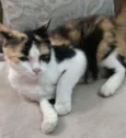 Pintada