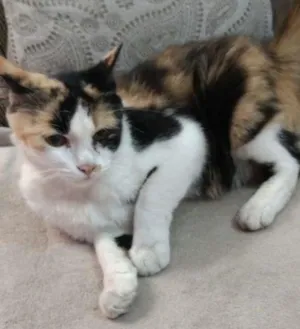 Gato raça  idade 7 a 11 meses nome Pintada