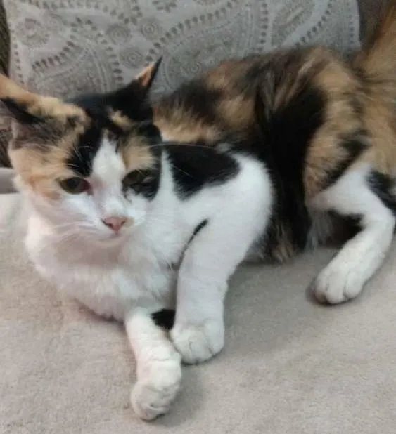 Gato ra a  idade 7 a 11 meses nome Pintada