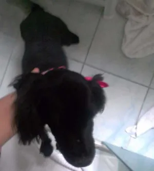 Cachorro raça Cocker idade 7 a 11 meses nome Pretinha