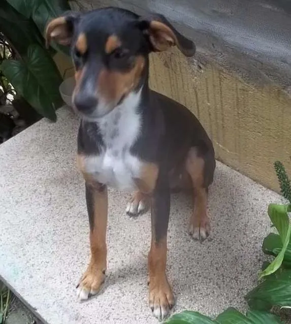 Cachorro ra a Dobermann idade 2 a 6 meses nome Max