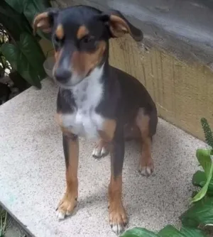 Cachorro raça Dobermann idade 2 a 6 meses nome Max