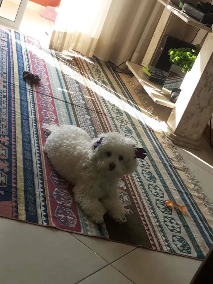 Cachorro ra a Poodle idade 2 anos nome Lana