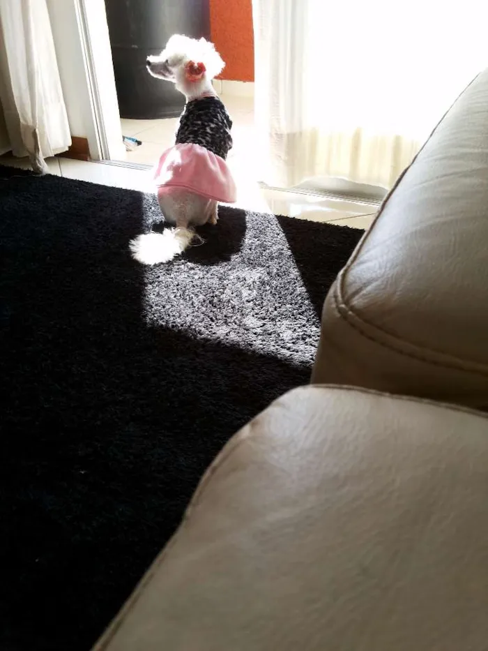 Cachorro ra a Poodle idade 2 anos nome Lana