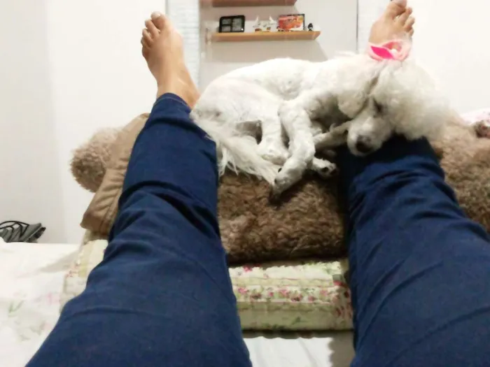 Cachorro ra a Poodle idade 2 anos nome Lana