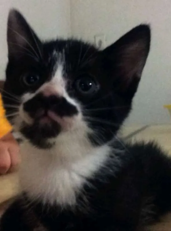 Gato ra a Sem raça definida idade Abaixo de 2 meses nome Lilica