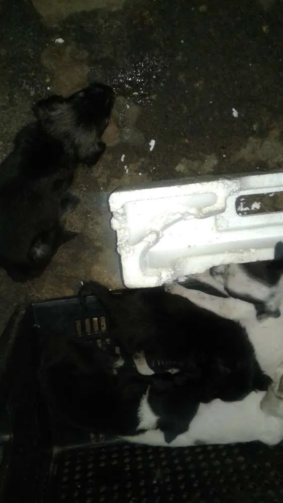 Cachorro raça sem raça  idade  nome filhotes